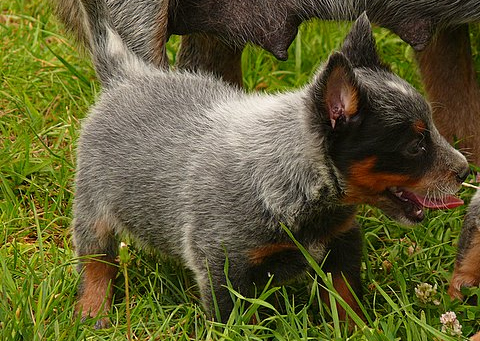 pups