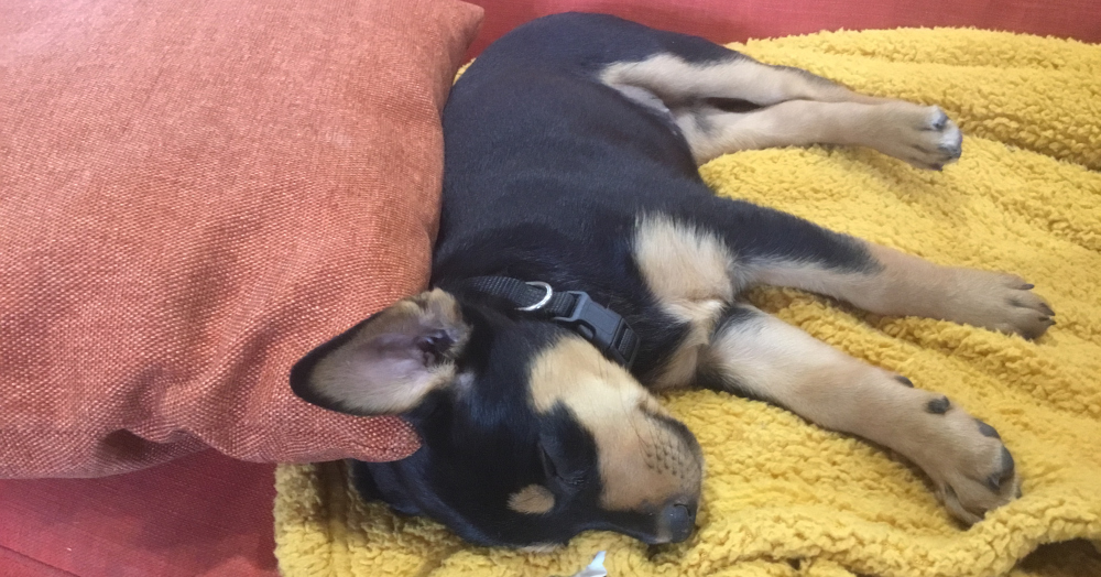 kelpie report 1